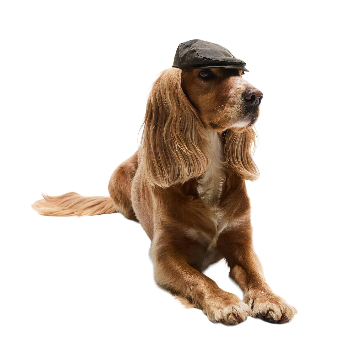 Barbour Dog Wax Flat Cap Olive - Image 5